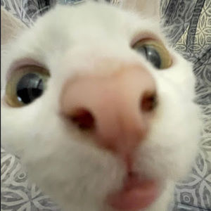 Meet your Posher, Aaliyah renee